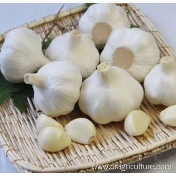 Factory Best Peeled Garlic Cloves Price
